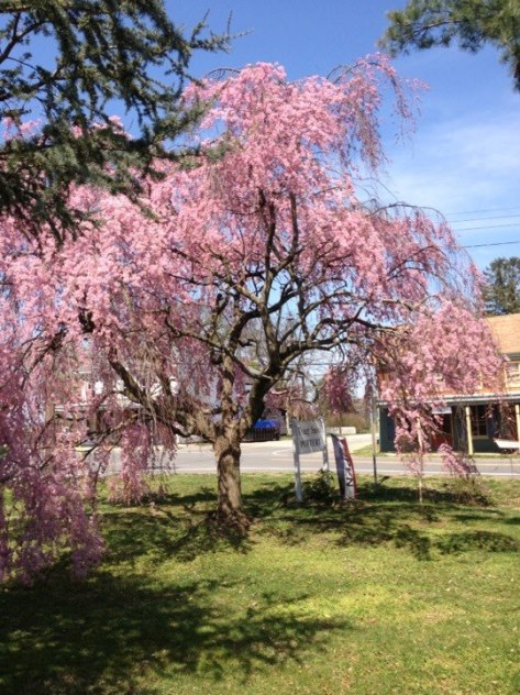 Spring Has Sprung at Sassi Italy Tours World HQ