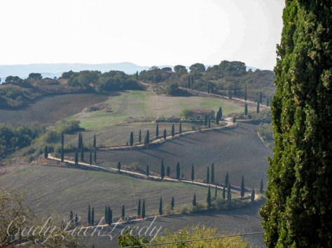 The Road to La Foce, Italy