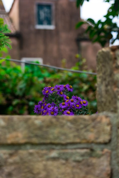 Torcello Flowers