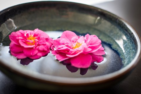 Beryl Rose2 (3 of 1)