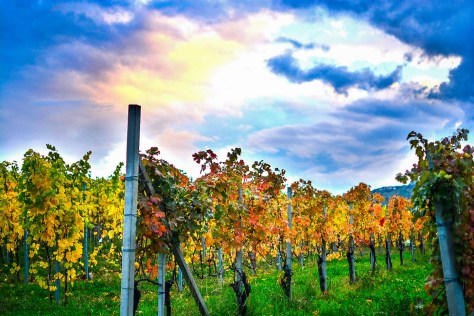 rodello vines2 (36 of 1)