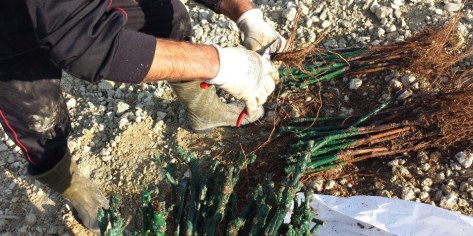 vini-giribaldi-why-barolo-project