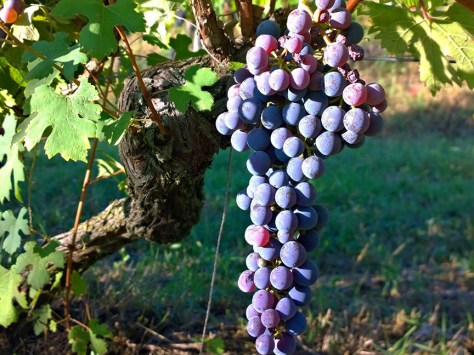 nebbiolo-grapes-doc